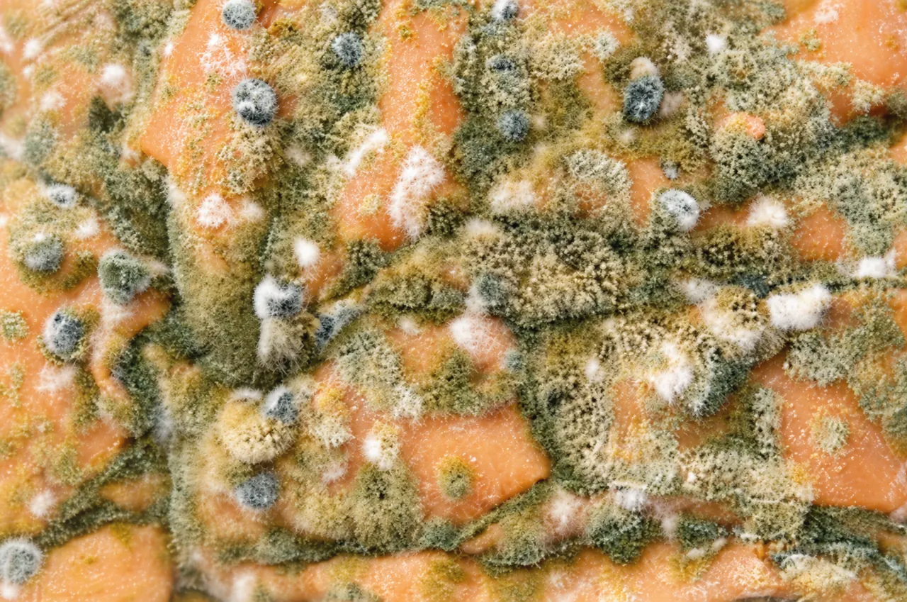 Gros plan macro d'une moisissure duveteuse verte et grise avec des taches blanches recouvrant une surface de couleur orange.