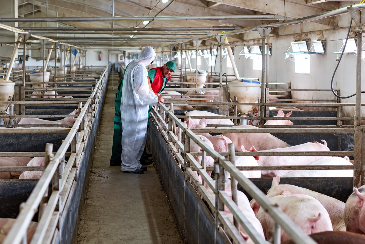 Deux personnes en combinaison de protection marchent dans l'allée d'une porcherie et observent les porcs dans les enclos métalliques.