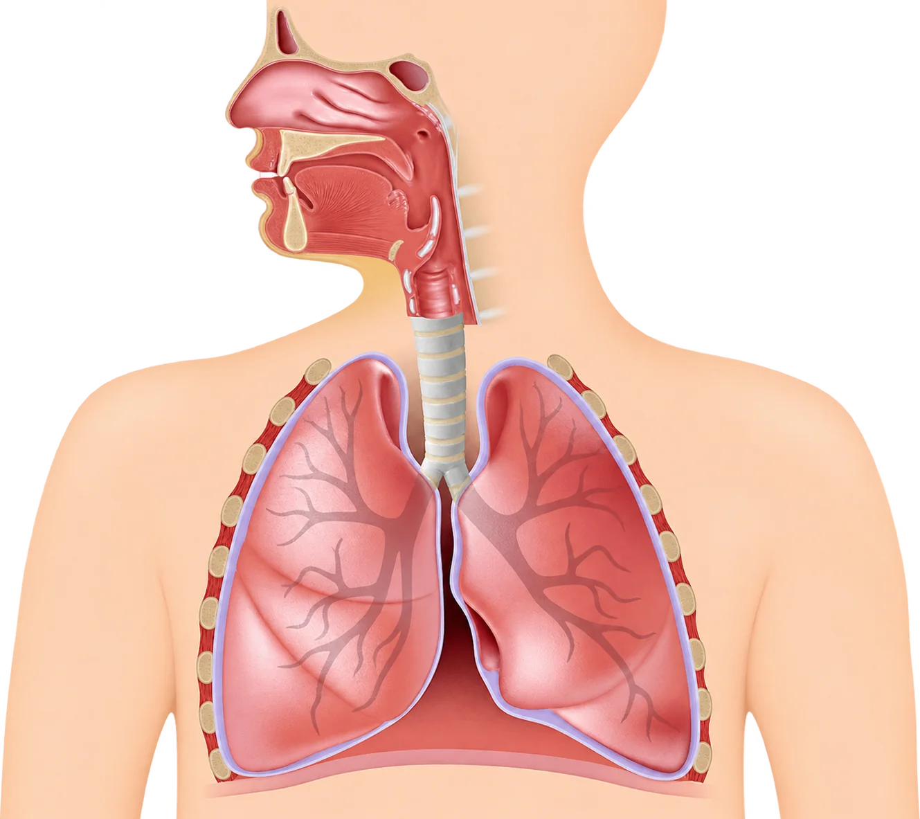 Illustration médicale en coupe montrant le nez, la gorge, la trachée et les poumons dans la silhouette d'un buste humain.
